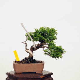 盆栽：糸魚川真柏 現品* しんぱく　シンパク Sabina chinesis　Shinpaku bonsai 小品盆栽