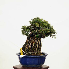 盆栽：香丁木石付(コウチョウボク)現品*(鉢はがれ有)　こうちょうぼく　Koucyoboku bonsai 小品盆栽