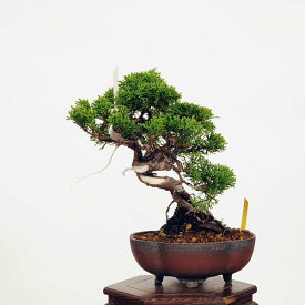 盆栽：糸魚川真柏 現品* しんぱく　シンパク Sabina chinesis　Shinpaku bonsai 小品盆栽