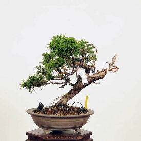 盆栽：糸魚川真柏 現品* しんぱく　シンパク Sabina chinesis　Shinpaku bonsai 小品盆栽