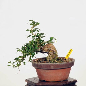 盆栽：枸杞（クコ）くこ*(鉢カケ有)現品 kuko bonsai Lycium chinense 小品盆栽