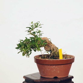 盆栽：枸杞（クコ）くこ*現品 kuko bonsai Lycium chinense 小品盆栽