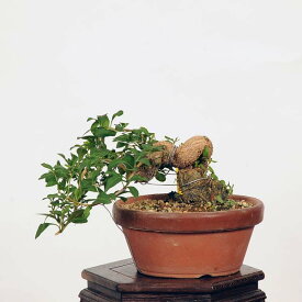 盆栽：枸杞（クコ）くこ*(鉢カケ有)現品 kuko bonsai Lycium chinense 小品盆栽