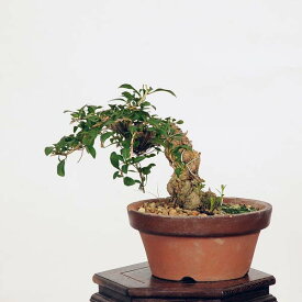 盆栽：枸杞（クコ）くこ*(鉢カケ有)現品 kuko bonsai Lycium chinense 小品盆栽