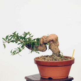 盆栽：枸杞（クコ）くこ*現品 kuko bonsai Lycium chinense 小品盆栽