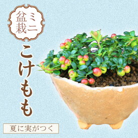 ミニ盆栽：こけもも*(信楽焼鉢)【2023年落実】コケモモ苔桃山野草実物鉢植え bonsai