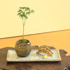 ミニ盆栽：小さな紅葉庭園（からし壺形陶器鉢）*【2023年落葉】添景（橋・鯉）受皿付　紅葉　モミジ　momiji　bonsai