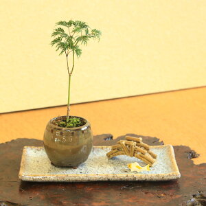 ~j~́Fȍgt뉀i炵`픫j*YiiEjMt@gt@~W@momiji@bonsai
