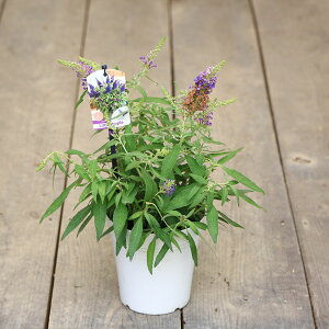 ؁EA cFubhAio^tCLfB[jgp[v*@|bg@}ց@Ԃǂꂠ