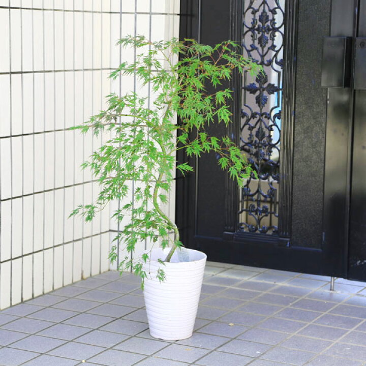 楽天市場】庭木・植木 庭木苗：青枝垂れモミジ（青しだれ） 陶器鉢 