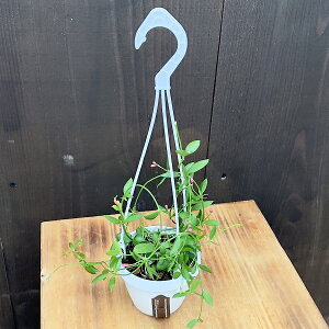 @ϗtAFfBXLfBA@JK[|Pbg*݂蔫@3