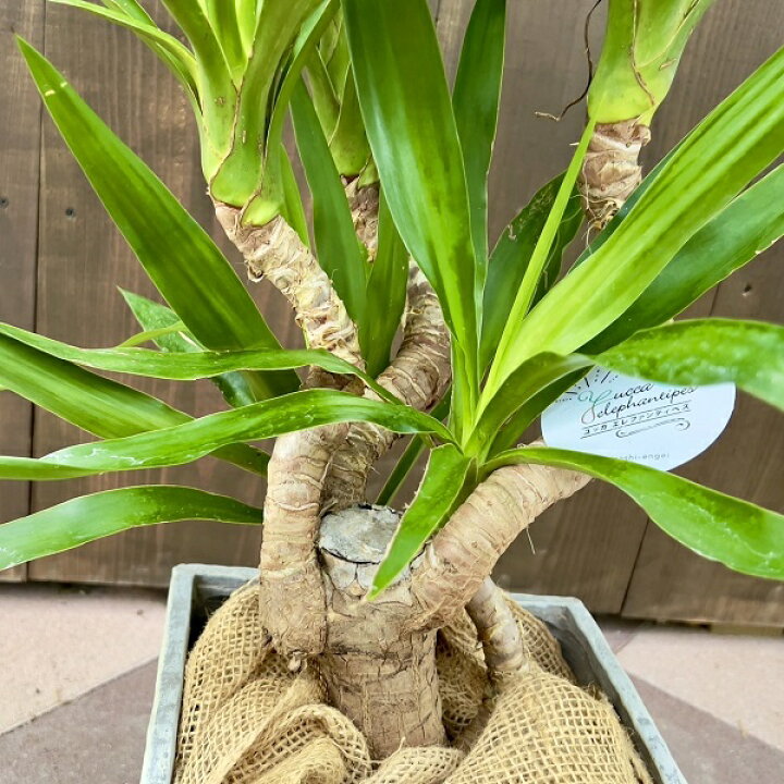 楽天市場】おしゃれ 観葉植物：ユッカ ブランチ 鉢カバー*麻布 現品を 