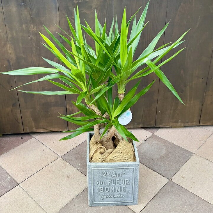 楽天市場】おしゃれ 観葉植物：ユッカ ブランチ 鉢カバー*麻布 現品を 