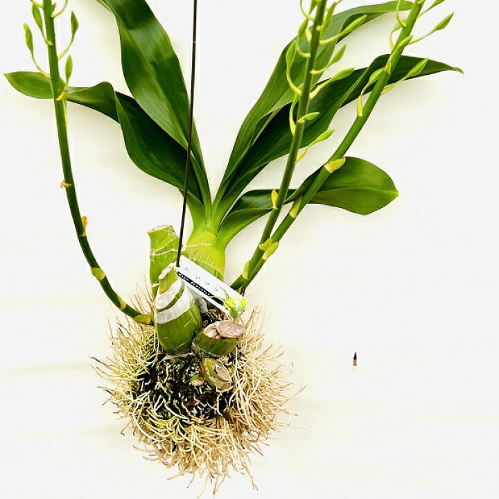 楽天市場】おしゃれ 観葉植物 蘭：グラマトフィラム ヒヒマヌ*吊り 