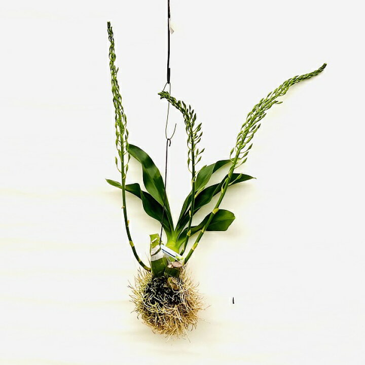 楽天市場】おしゃれ 観葉植物 蘭：グラマトフィラム ヒヒマヌ*吊り 