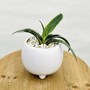 ÓT|AFN m_*Ig  ϗtA FIׂ