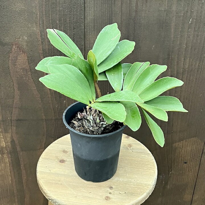 楽天市場】おしゃれ 観葉植物：メキシコソテツ*ザミア Zamiaceae 黒 