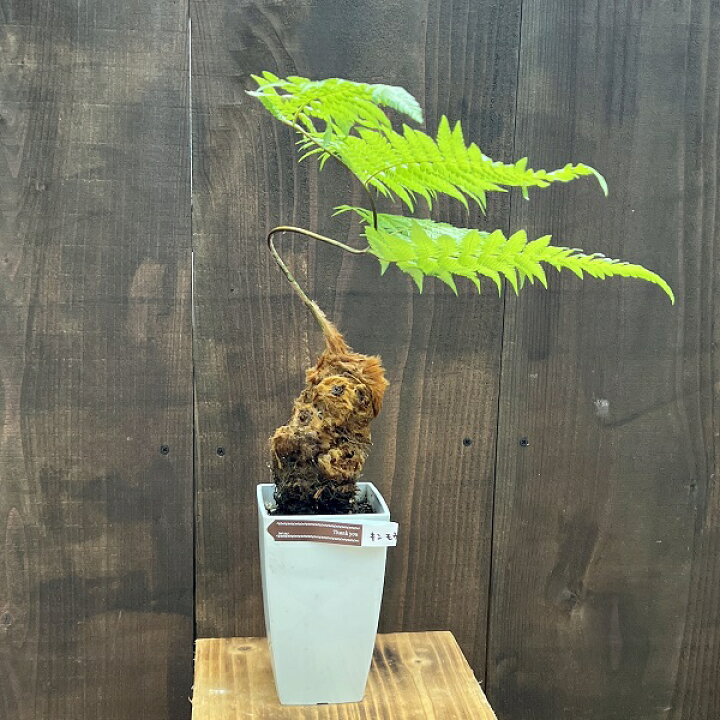 楽天市場】おしゃれ 観葉植物 キンモウコウ：ゴールデンモンキー 