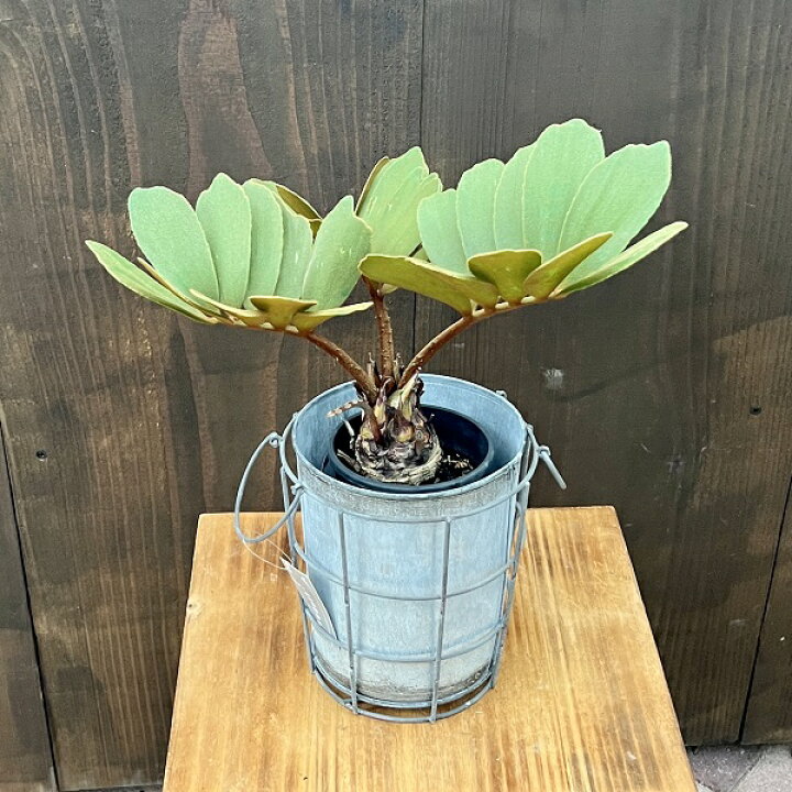 楽天市場】おしゃれ 観葉植物：メキシコソテツ*ザミア Zamiaceae 