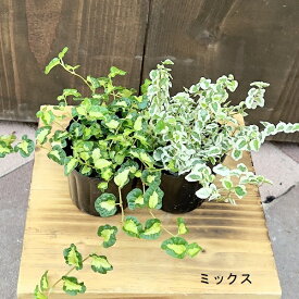 観葉植物 苗 選べる：フィカス　プミラ 2個セット*組合わせ自由