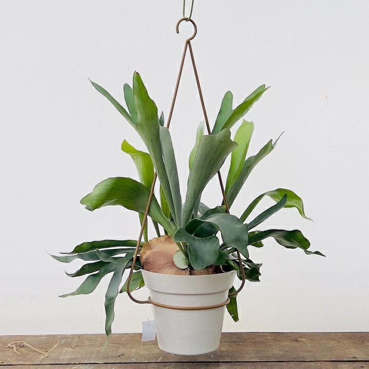 楽天市場】おしゃれ 観葉植物：ビカクシダ コウモリラン ネザーランド 