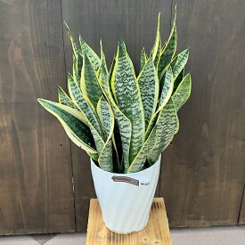 おしゃれ　観葉植物：サンスベリア*Sansevieriaサンセベリア 7号プラポット