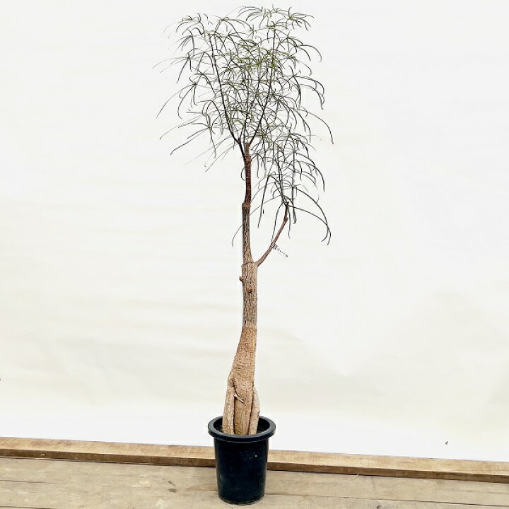楽天市場】おしゃれ 観葉植物：ブラキキトン ボトルツリー*8号 