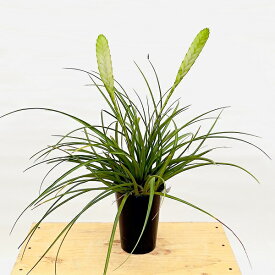 観葉植物：チランジア リンデニー*キアネア エアプランツ エアープランツ Tillandsia cyanea