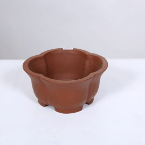 ㏬Fď@։Ԕ@15.7cmyiz