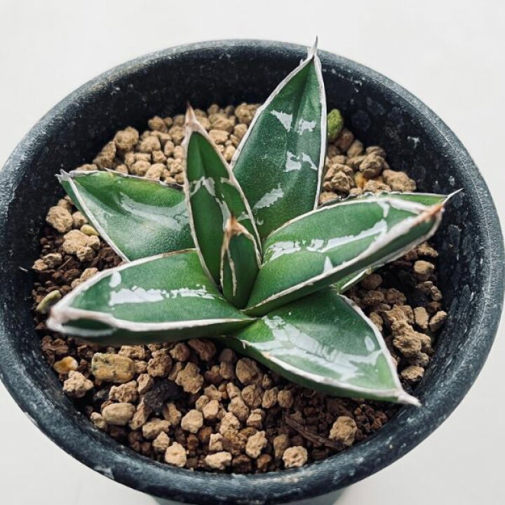 楽天市場】多肉植物：アガベ 笹の雪*S 幅5.5cm : 遊恵盆栽 楽天市場店