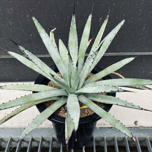 AFAKx@}NAJT*35cm@iIi