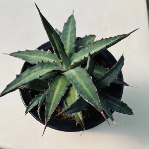 �����A���F�A�K�x ���j�r�b�^�[�^ �R���p�N�^*M�@��15cm