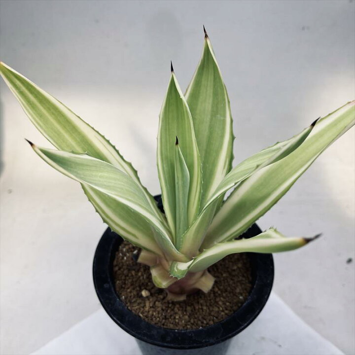 楽天市場】多肉植物：アガベ メリデンシス錦 ジョーホーク*M 幅20cm 