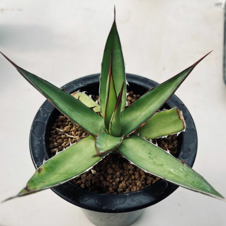 楽天市場】☆特価☆多肉植物：アガベ ホリダ ペロテンシス*幅13cm 