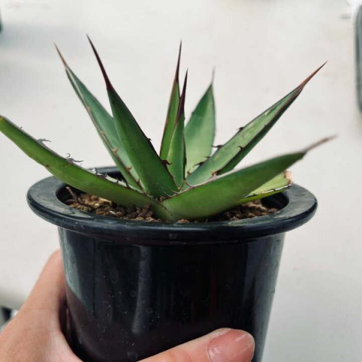 楽天市場】☆特価☆多肉植物：アガベ ホリダ ペロテンシス*幅13cm 