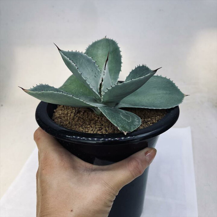 楽天市場】多肉植物：アガベ ピグマエア ドラゴントゥース*幅16cm 