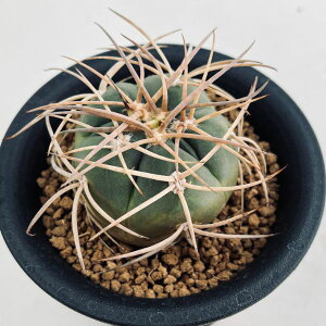 サボテン:ギムノカリキウム 光琳玉*M 幅4.5cm