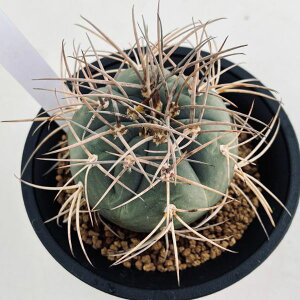 サボテン:ギムノカリキウム 光琳玉*幅7cm 現品!一品限り