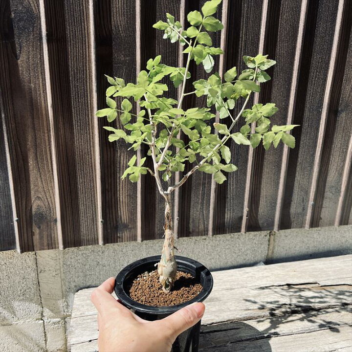 楽天市場】コーデックス：ブルセラ ファガロイデス 実生*M 葉幅23cm  