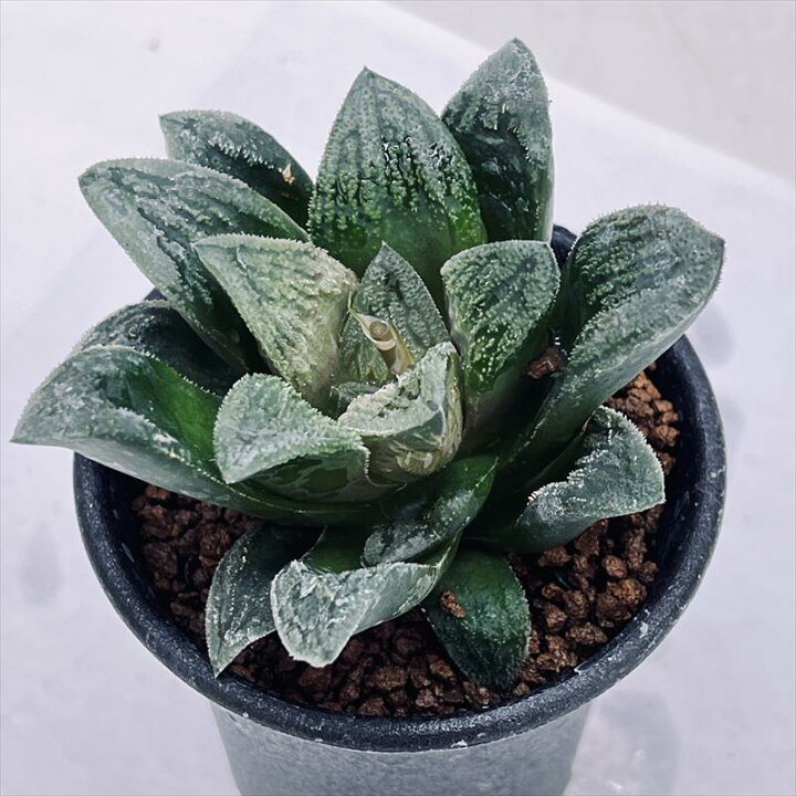 楽天市場】多肉植物：ハオルチア ウィミーhyb.*幅7cm : 遊恵盆栽 