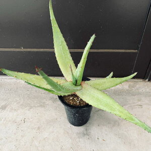 AFAG@tFbNX*30cm
