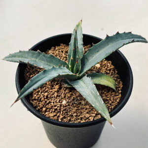 �����A���F�A�K�x ���j�r�b�^�[�^ �R���p�N�^*S�@��12cm