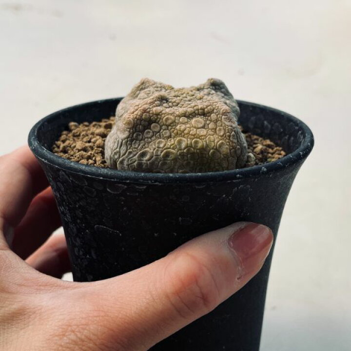 楽天市場】多肉植物：プセウドリトス クビフォルミス*幅5cm 現品 