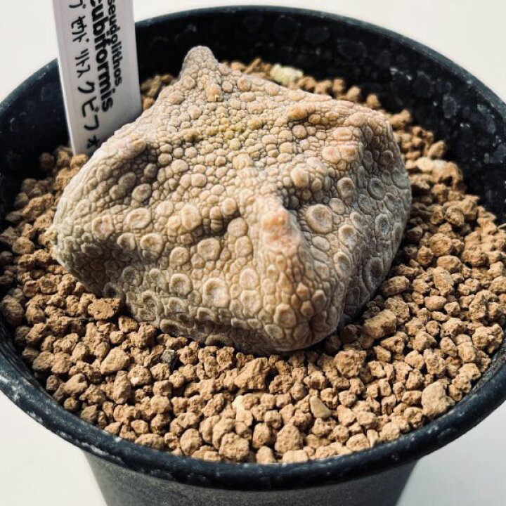 楽天市場】多肉植物：プセウドリトス クビフォルミス*幅5cm 現品  