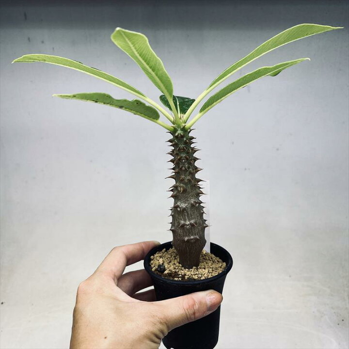 楽天市場】コーデックス：パキポディウム バロニー 実生*S 塊根幅2.5