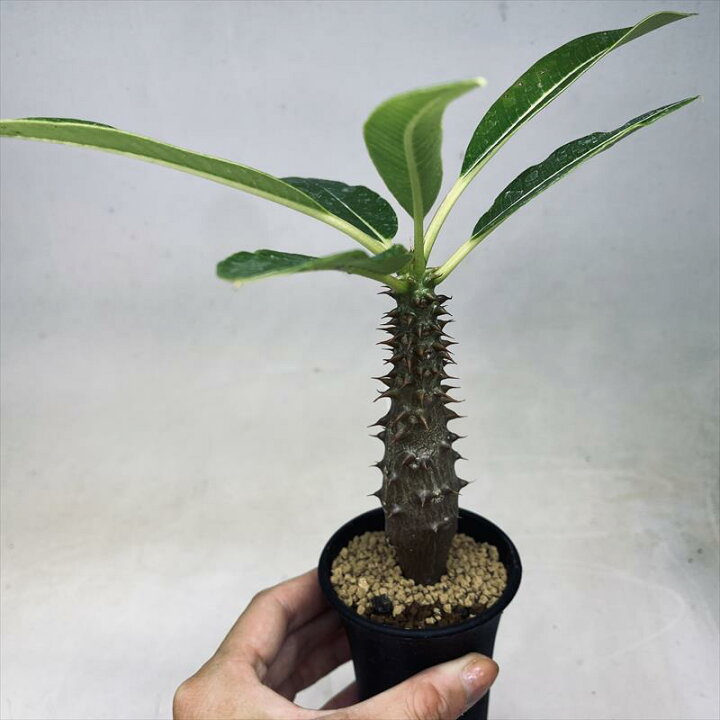 楽天市場】コーデックス：パキポディウム バロニー 実生*S 塊根幅2.5  