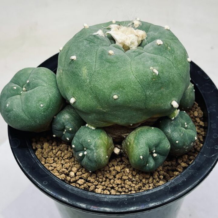楽天市場】サボテン：ロフォフォラ ディフューサ 翠冠玉*幅13cm 現品  
