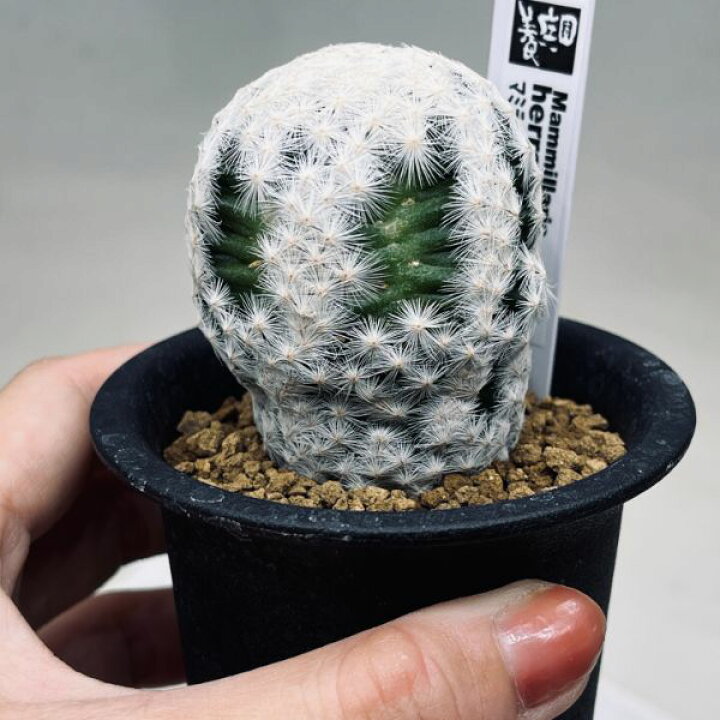 楽天市場】サボテン：マミラリア 白鳥 大文字 カキコ*幅4.5cm : 遊恵