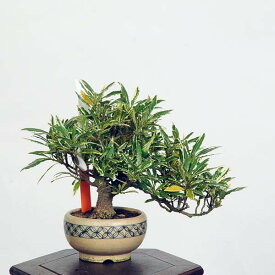 盆栽：斑入梔子(くちなし)　現品*クチナシ Kuchinashi bonsai 小品盆栽
