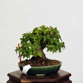盆栽：特選楓　現品*かえで　カエデ　Kaede bonsai 小品盆栽